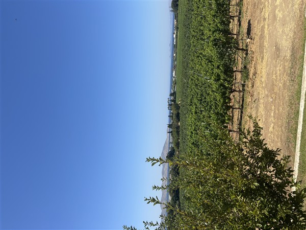 IMG 0060